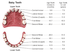 Jurnal De Muţunau Si Mamiţuni Dentiţia De Lapte Si Dentiţia
