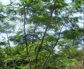 Daun Gamal