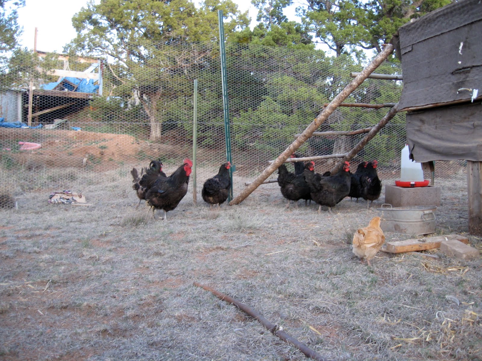 High Desert Home Garden New Chicken Coop