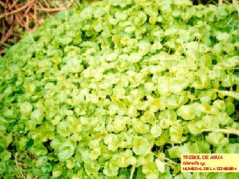 HUMEDALES BOGOTANOS humedales bogotanos: