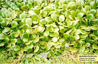 conejera planta este blog vive por los humedales fichas de 5 clases de conejera planta este blog vive por los humedales fichas de 5 clases de