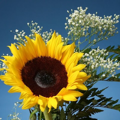 0707_sunflower.jpg