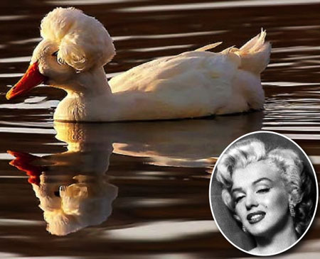 Hair Duck
