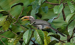 Malabar Grey Hornbill