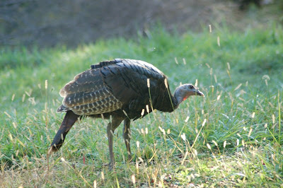 Turkey hen