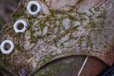 cracks on an old boot, filling with moss