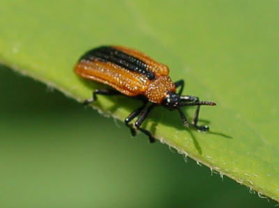 Locust Leaf Miner, a chrysomelid
beetle