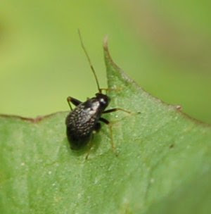Halticus sp. on dandelion
leaf