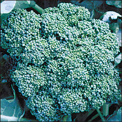 Calabrese Broccoli