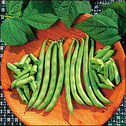 Black Valentine Bush Beans