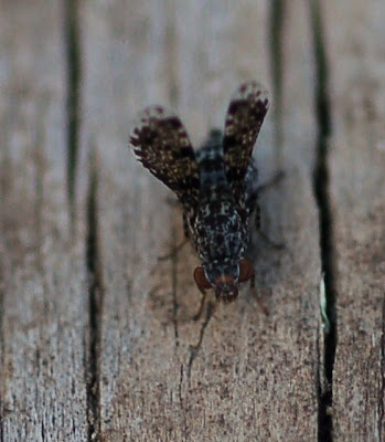 Picture-Winged Fly, in courtship mode