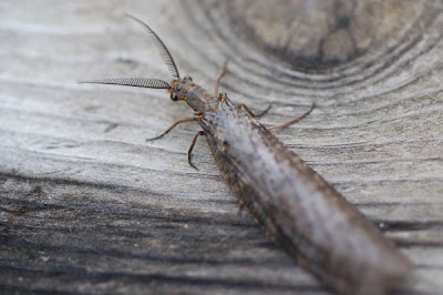 Stonefly