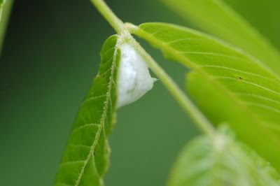 Spittlebug spit