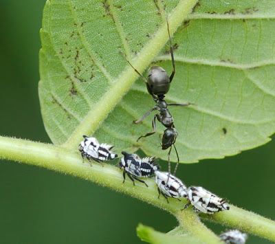 Membracid nymphs tended by ant