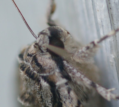Underwing moth, head and thorax