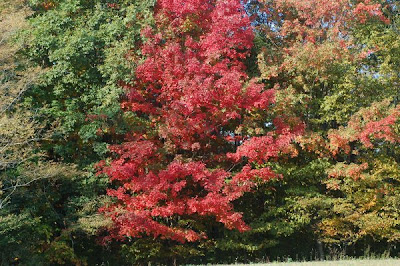 Red sugar maple among the green trees