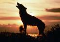 [wolf.jpg]