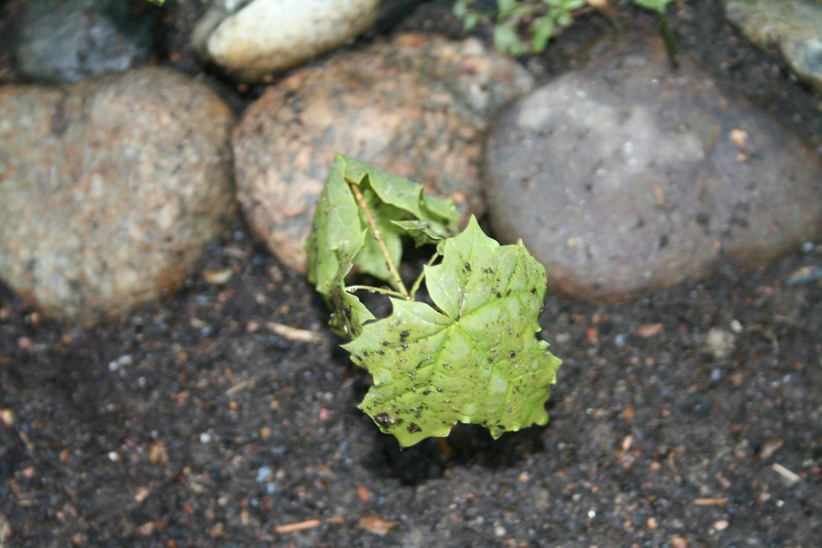 [IMG_5373.JPG]