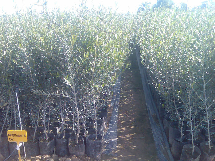 ARBEQUINA