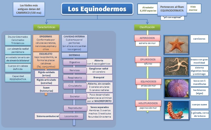 La abuela agafya la máscara para los cabellos repeynaya las revocaciones