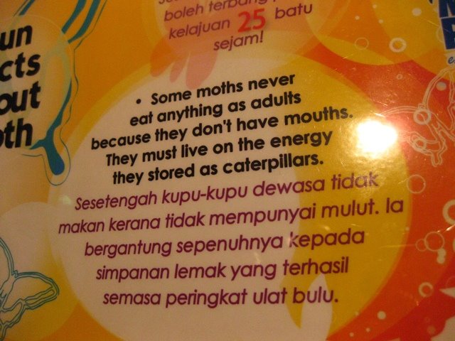 [7moth.JPG]