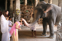 blessed by temple elephant