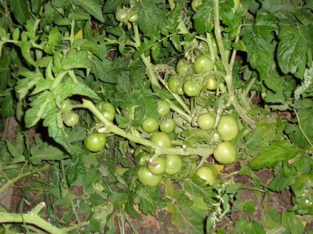 [garden10.JPG]