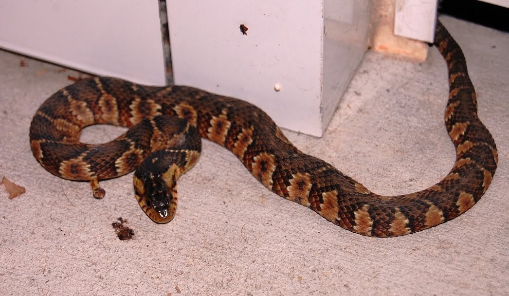 There goes the neighborhood This is a Copperhead! Ok Not Really