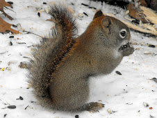 Red Squirrel