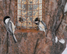 Chickadee