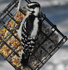 Hairy Woodpecker-female