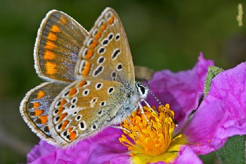 Naturaleza Viva