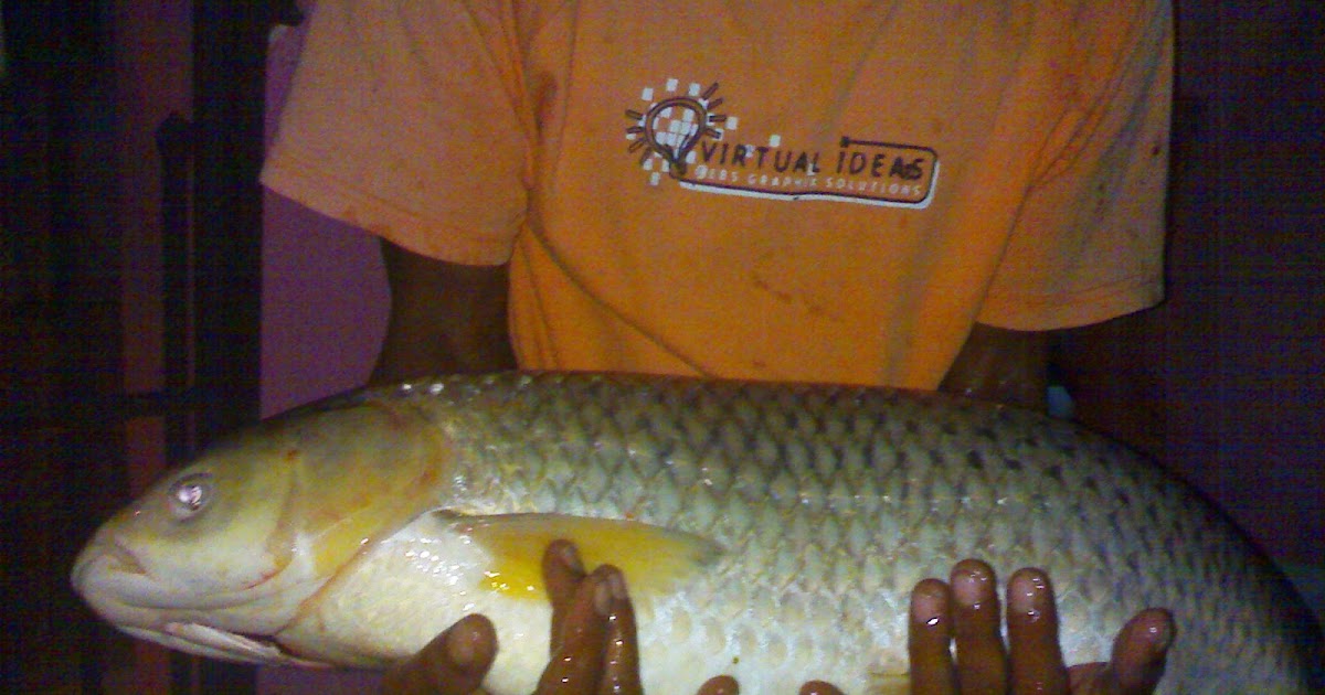 Tongsan Sisik Kasar 7.2kg Unipro Fishing Club