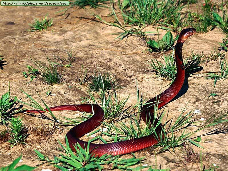 [Animals_Snakes_Red Spitting Cobra.jpg]