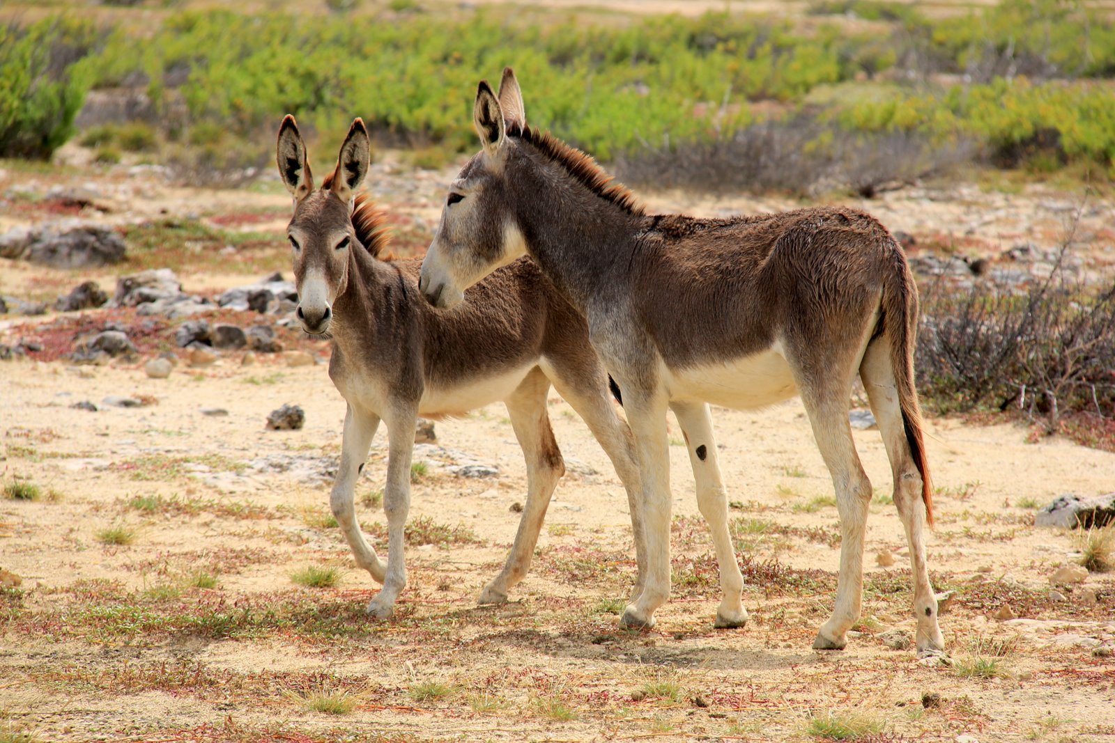 Now Showcased by T Bonaire Wild Donkeys