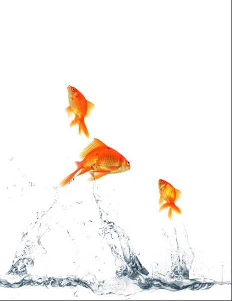 [goldfish.jpg]