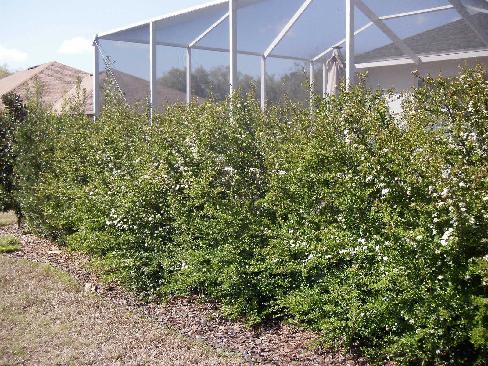Tall Evergreen Shrubs