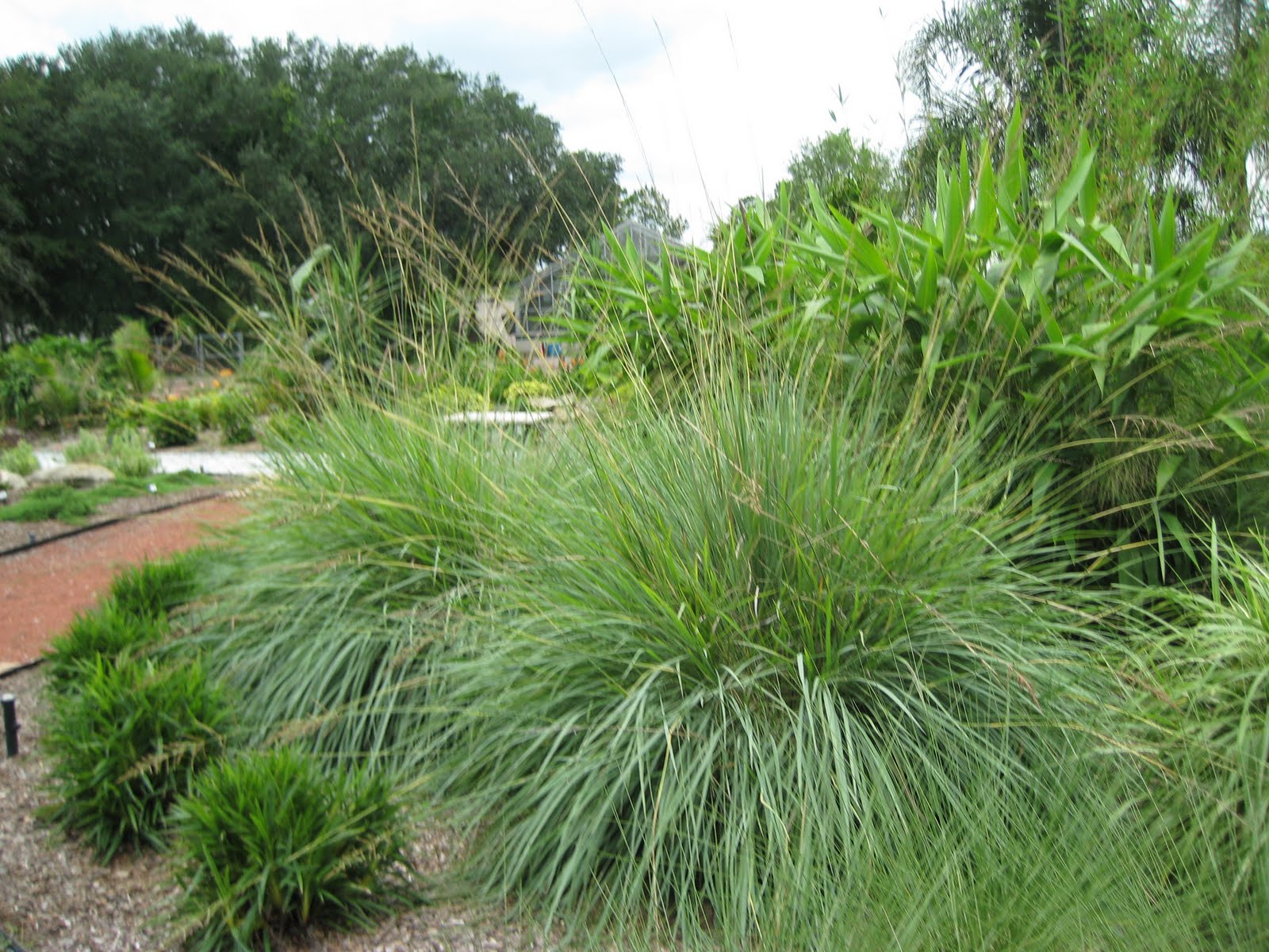 Grass Shrubs