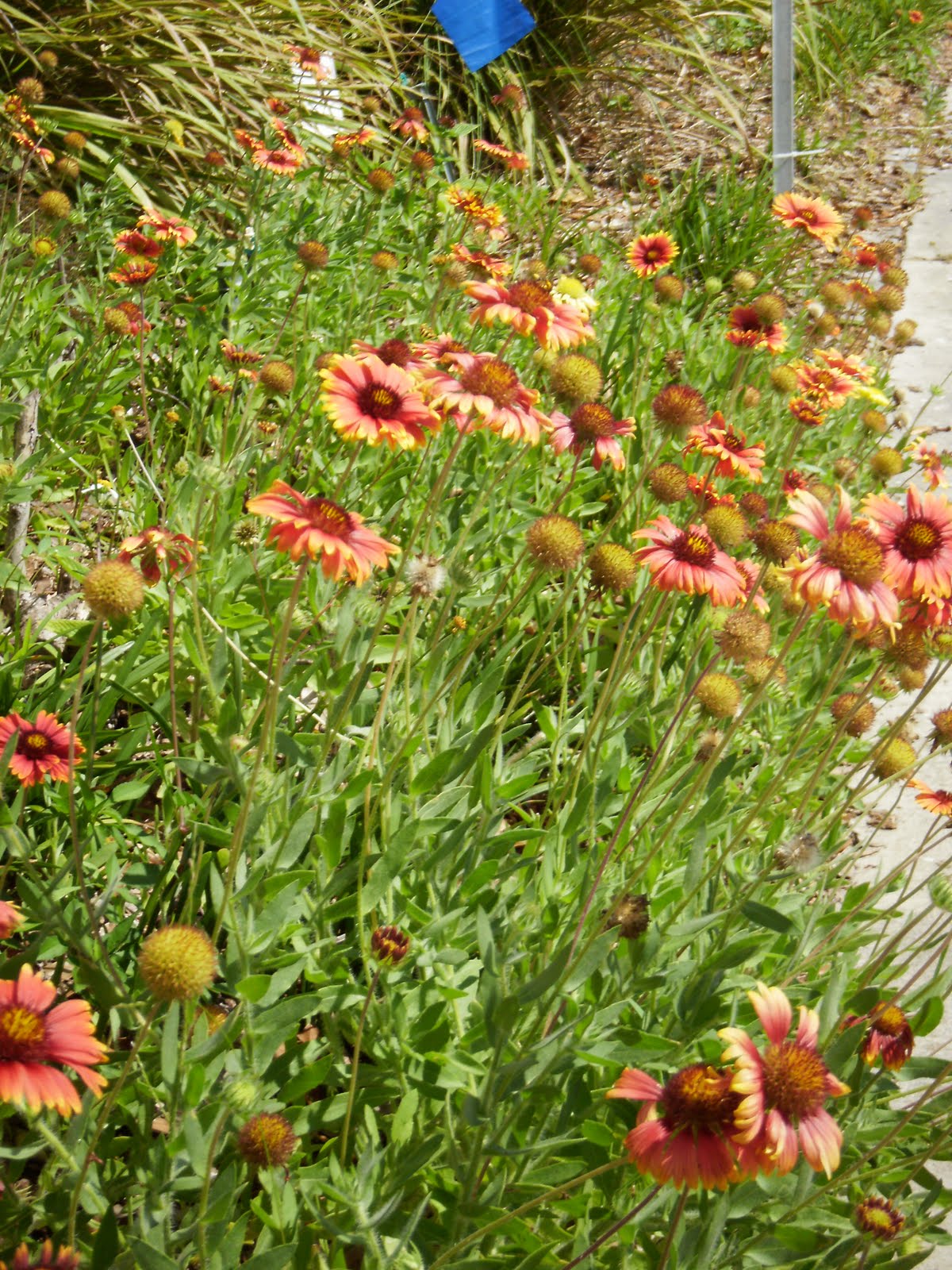 Perennials That Bloom All Summer Home Decorating IdeasBathroom