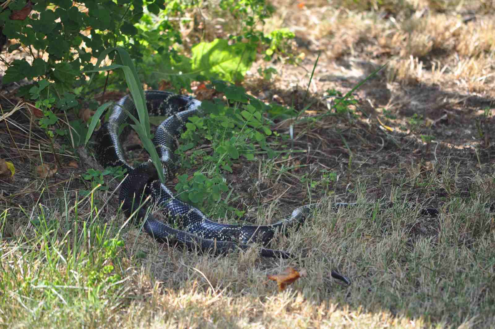 Snake Eating Apple