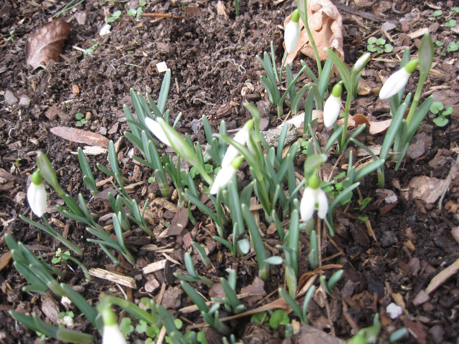 [snowdrop.jpg]