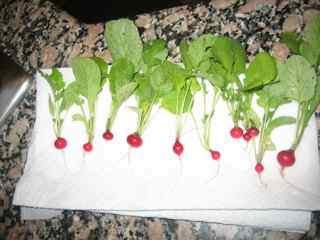 [radish1.jpg]