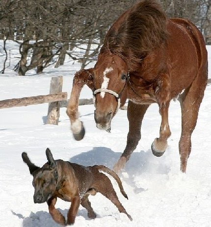 [naz-angry-horse-dog.jpg]