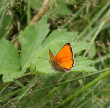 Orimattila 18.07.2008