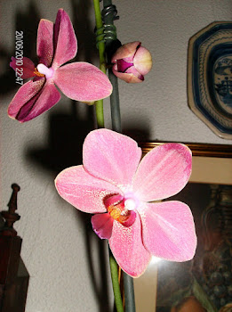 Orquideas de Flor