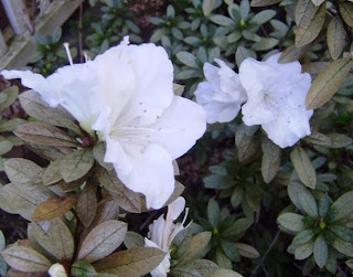White azalea flowers