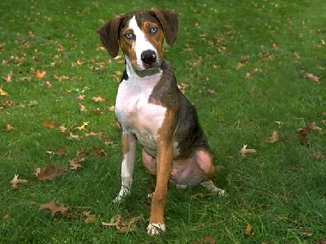 brindled shepard lab boxer mix mastiff lab mix. brindled shepard lab boxer mix