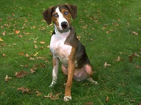 Catohoula Dog Breed Catohoula Dog Breed