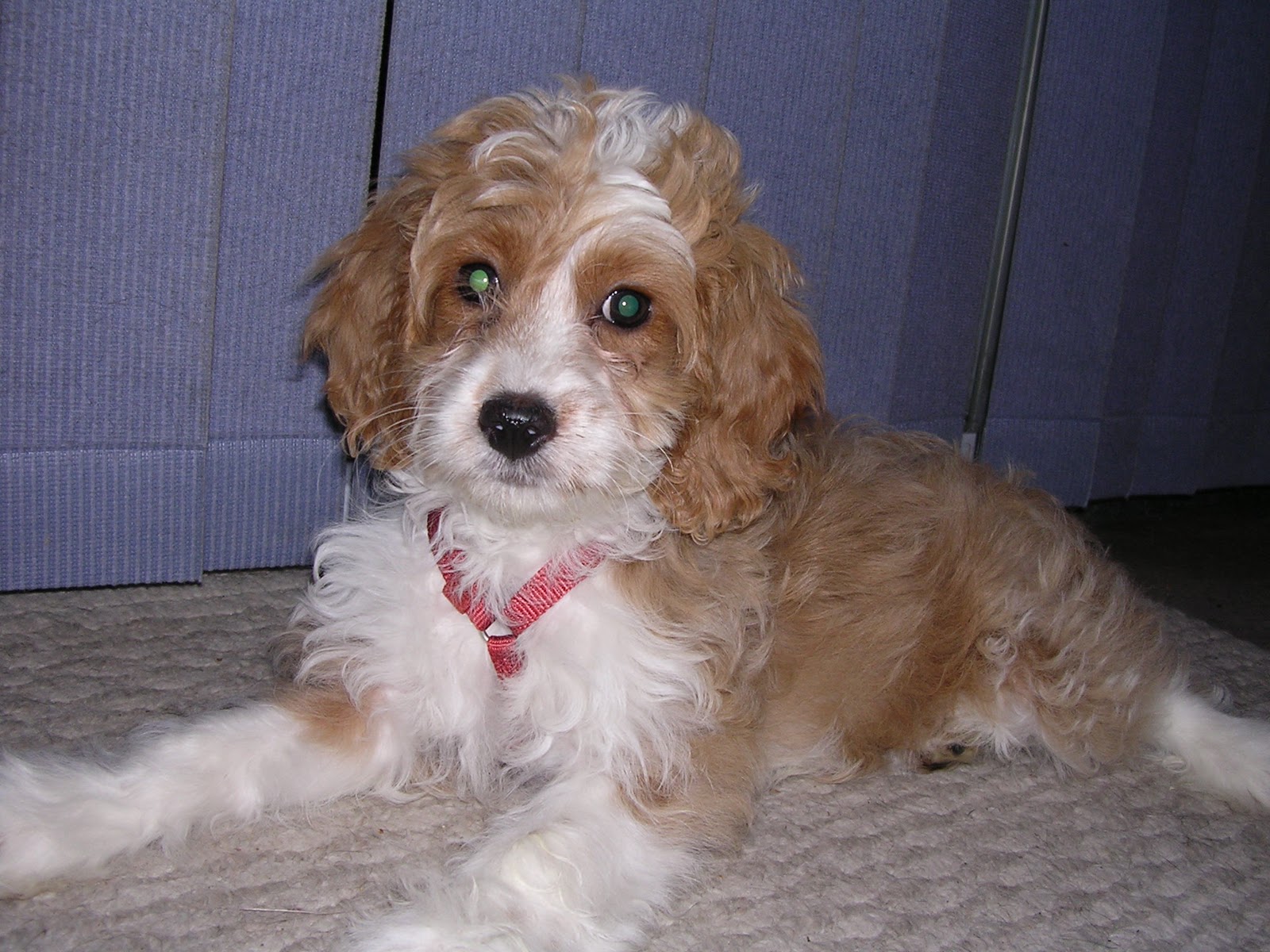Dog Site: Dog Breeds - Cockapoo