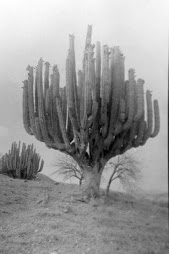 Las Floras de México